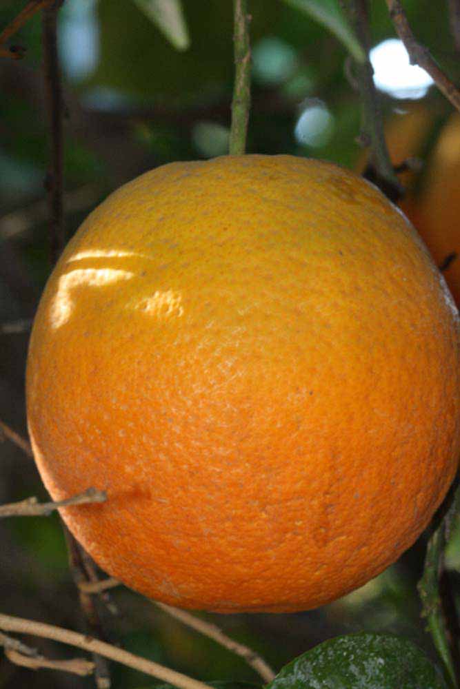              Fruit (Riverside, CA)       